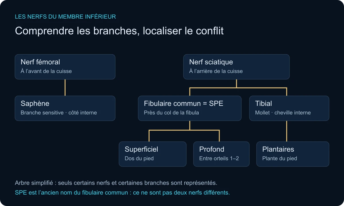 Schéma des familles de nerfs : saphène, fibulaire commun (SPE) et tibial.