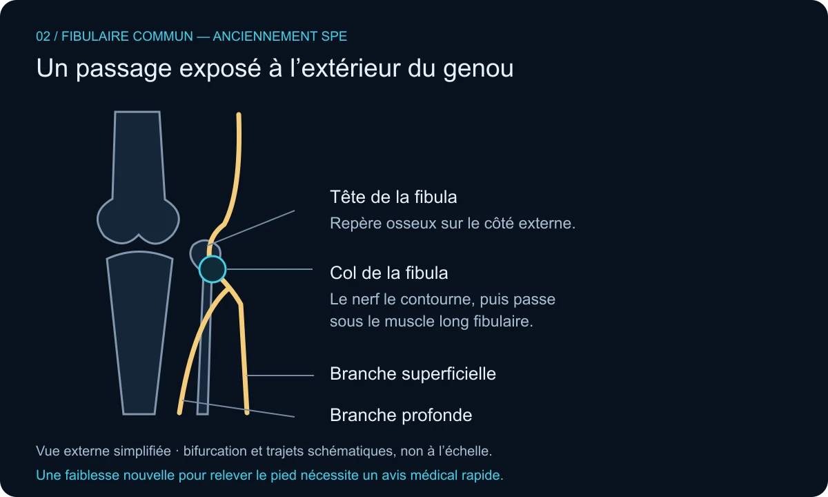 Schéma de la région externe du genou : le fibulaire commun contourne le col de la fibula puis se divise en branches superficielle et profonde.
