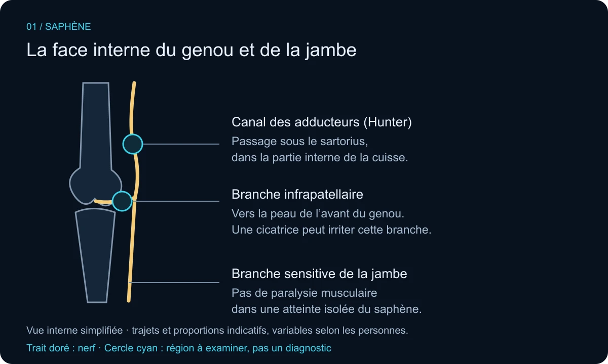 Schéma de la région interne du genou : canal de Hunter au-dessus du genou, branche infrapatellaire vers la peau antérieure et branche saphène descendant dans la jambe.