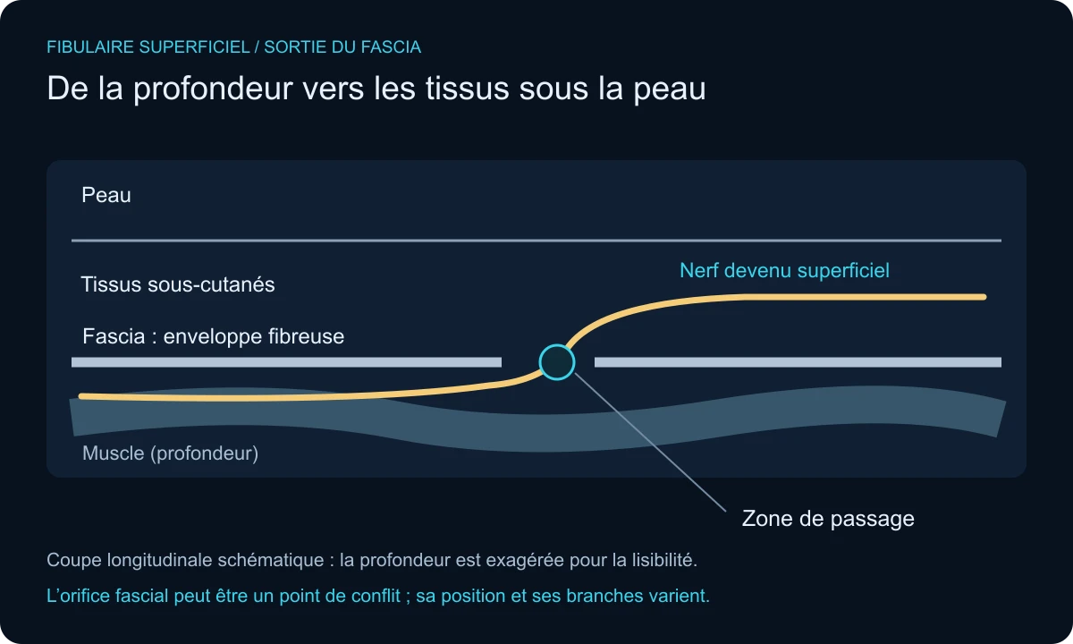 Coupe longitudinale simplifiée : le nerf fibulaire superficiel traverse une ouverture du fascia pour rejoindre les tissus sous-cutanés.