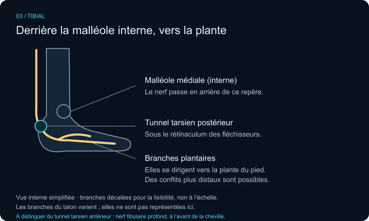 Vue interne schématique de la cheville : le nerf tibial passe derrière la malléole médiale puis se poursuit dans les branches plantaires.